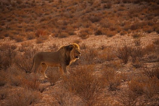 Male Lion (Panthera leo) patroling his territory in Kgalagadi Trans Frontier National Park, Southern Africa