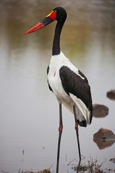 A female Saddle-billed Stork (Ephippiorhynchus senegalensis) fishing in a small river in Kruger National Park. South Africa