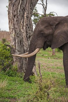 A lone African Elephant Bull (Loxodonta africana) grazing on soft Spring grass