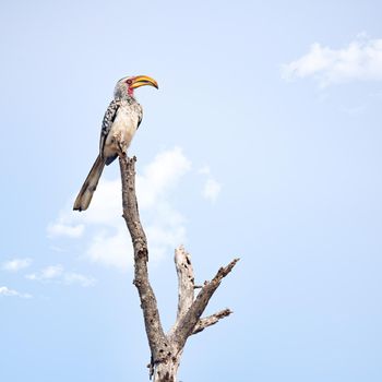 On his perch. Full length shot of a Southern Red-Billed Hornbill perched on a branch