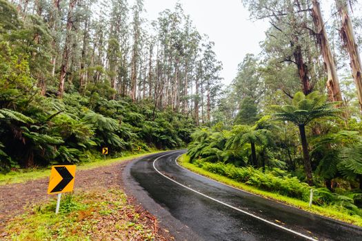 The lush ferny surroundings on a cold misty day along Donna Buang Rd near Warburton in Victoria, Australia