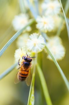 A bee is busy pollinating in wattle tree on a warm spring day in Melbourne, Victoria, Australia