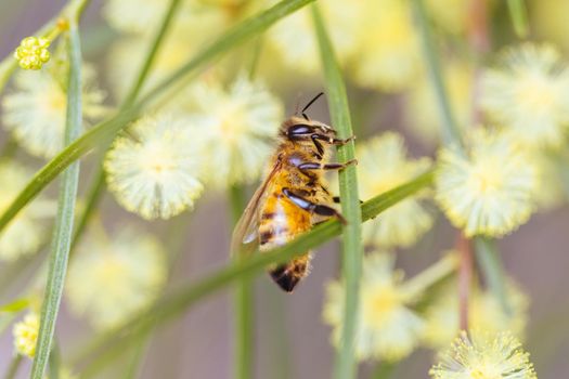 A bee is busy pollinating in wattle tree on a warm spring day in Melbourne, Victoria, Australia