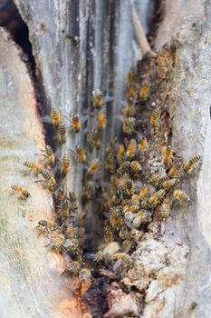 A swarm of bees leave their nest and form a nest around a tree in Australia