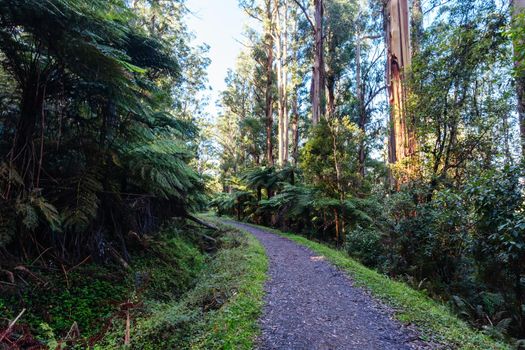 The popular O'Shannassy Aqueduct Trail for bikers and hikers on a cool autumn morning near Warburton in Victoria, Australia