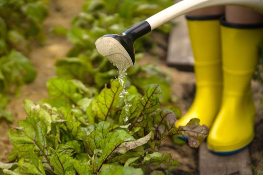 A young girl with gloves and rubber boots is going to water plants in her beautiful summer garden. A professional woman gardener with a watering can is irrigating her lawn and flowers.