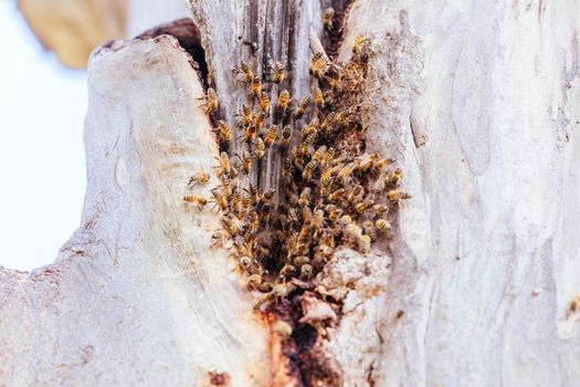 A swarm of bees leave their nest and form a nest around a tree in Australia