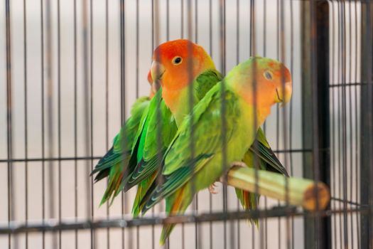 Green - pink lovebirds in a cage. Animals in captivity. Sale of exotic birds