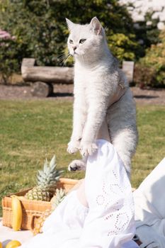 a young woman in a white shirt is resting on a picnic with her pet kitten, rest from worries and household chores, parks and recreation areas,. High quality photo