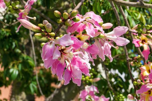 A Ceiba Chorizia tree blooming with yellow-pink flowers against a blue sky. Natural background