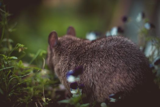 Giant african pouched rat or crycetomys gambianus in a garden with pansies