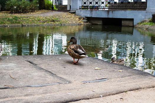 Duck on the shore of the reservoir in the summer