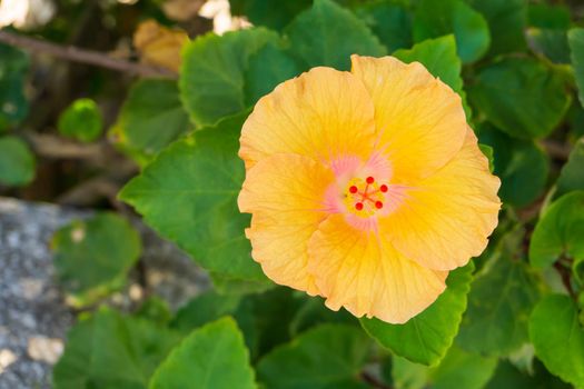 Large yellow - pink hibiscus flower in the garden close up