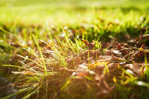 Green grass close up with foliage. Macro. Early autumn season