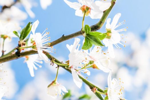 Floral beauty, dream garden and natural scenery concept - Cherry tree blossom and blue sky, white flowers as nature background