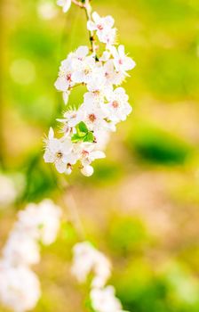 Floral beauty, dream garden and natural scenery concept - Cherry tree blossom in spring, white flowers as nature background