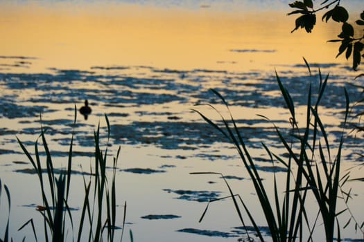 Duck silhouette in golden sunset. High quality photo