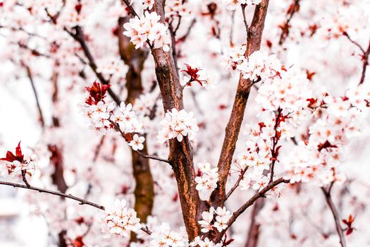 Botanical beauty, dream garden and natural scenery concept - Floral blossom in spring, pink flowers as nature background