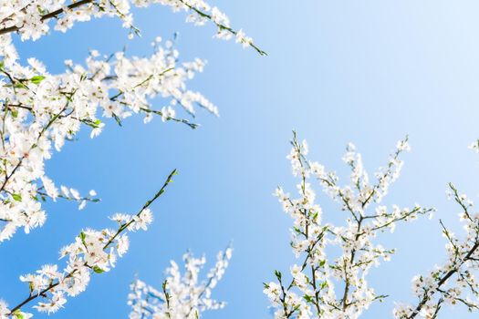 Floral beauty, dream garden and natural scenery concept - Cherry tree blossom and blue sky, white flowers as nature background