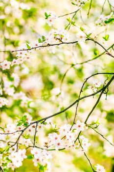 Floral beauty, dream garden and natural scenery concept - Cherry tree blossom in spring, white flowers as nature background