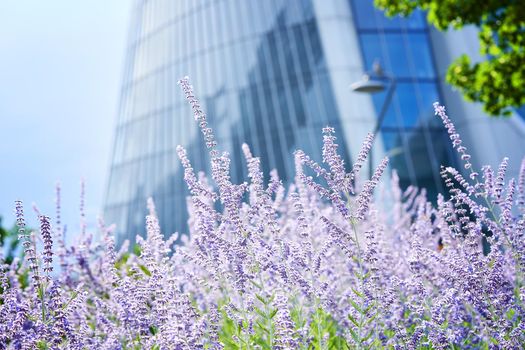 Lavender in front of skyscraper in CityLife area, skyscraper completed in 2017 in Milan, Italy.