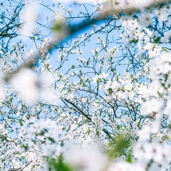 Floral beauty, dream garden and natural scenery concept - Cherry tree blossom and blue sky, white flowers as nature background