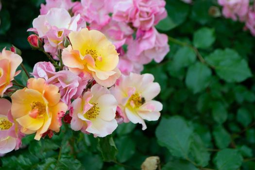 Close-up of a pink rose on a dark green background. High quality photo. High quality photo