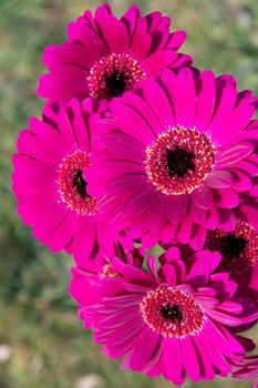 Bouquet of purple gerberas, close angle, spring mood, flower background, mother's day gift, dew drops on bud petals, tactile, visual enjoyment. High quality photo