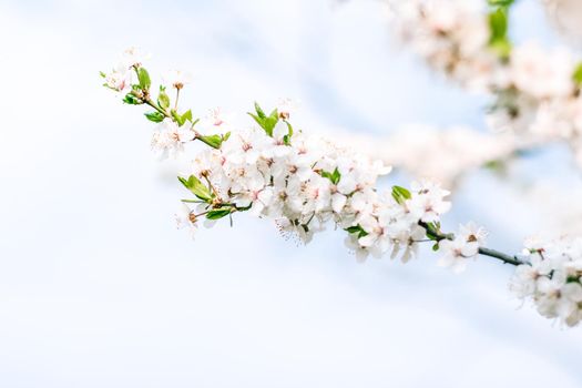 Floral beauty, dream garden and natural scenery concept - Cherry tree blossom and blue sky, white flowers as nature background