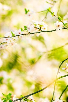 Floral beauty, dream garden and natural scenery concept - Cherry tree blossom in spring, white flowers as nature background