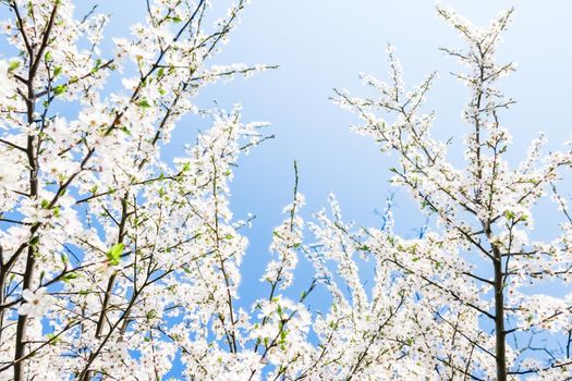 Floral beauty, dream garden and natural scenery concept - Cherry tree blossom and blue sky, white flowers as nature background