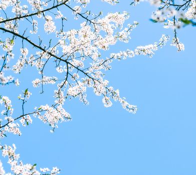 Floral beauty, dream garden and natural scenery concept - Cherry tree blossom and blue sky, white flowers as nature background