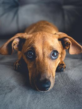 Brown puppy looking cute in the camera.