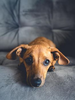 Brown puppy looking cute in the camera.