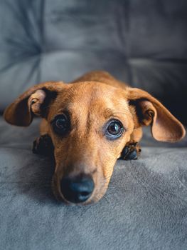 Brown puppy looking cute in the camera.