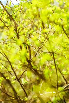 Natural environment, botanical textures and bioenergy concept - Green leaves in springtime, nature background