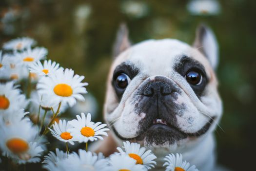 Amazing white French bulldog with spots sits in a meadow surrounded by white chamomile flowers