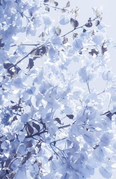 Flower background, spring nature and botanical beauty concept - Blue floral composition