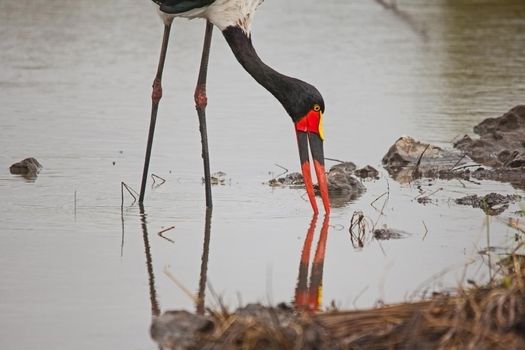 A female Saddle-billed Stork (Ephippiorhynchus senegalensis) fishing in a small river in Kruger National Park. South Africa