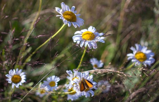 Bright orange butterflies on daisy flowers. The yellow orange butterfly is on the white chamomile flowers in the green grass fields