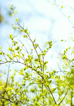 Natural environment, botanical textures and bioenergy concept - Green leaves in springtime, nature background
