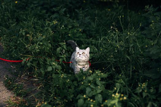 Four-month-old Scottish Straight kitten walks on the grass in summer on a leash with a qr ID passport. High quality photo