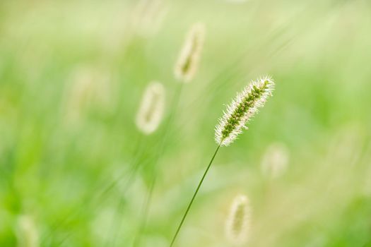 Foxtail on green background. Close up of small grasses in the field. Agriculture field, farm plants and flora