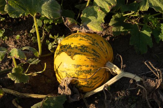 Orange ripe pumpkins in the garden. Thanksgiving and autumn harvest concept.