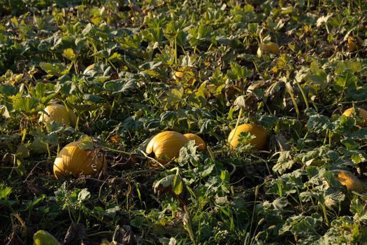 Orange ripe pumpkins in the garden. Thanksgiving and autumn harvest concept.