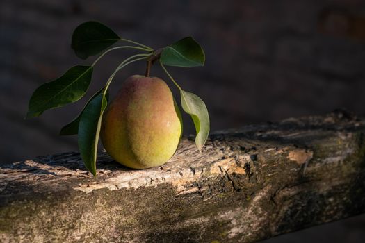 Still life of a pear with leaves on a wooden fence illuminated by a sunbeam