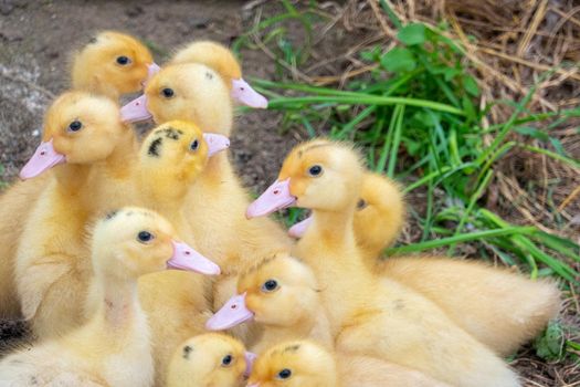 Ducklings in a home farm. Close up of duckling