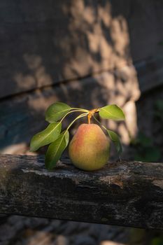 Still life of a pear with leaves on a wooden fence illuminated by a sunbeam. High quality photo