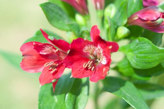 bouquet of red alstroemeria, close-up, floral background, spring bouquet, gift for mother's day, March 8, international women's day