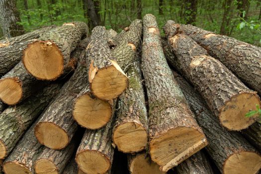 Trunks of felled trees lying on a pile, spring view